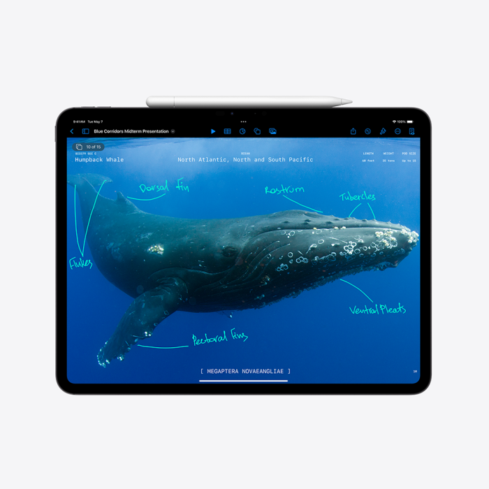 Apple 13-inch iPad Pro (M4) WiFi 256GB with Standard glass - Space